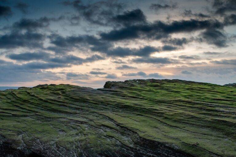 Traveling for Wildlife Photography Workshops: Capturing Stunning Images of Wildlife in Their Natural Habitats